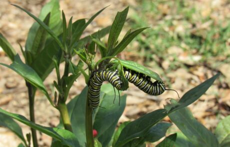 caterpillar